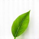 持続可能性を象徴する葉